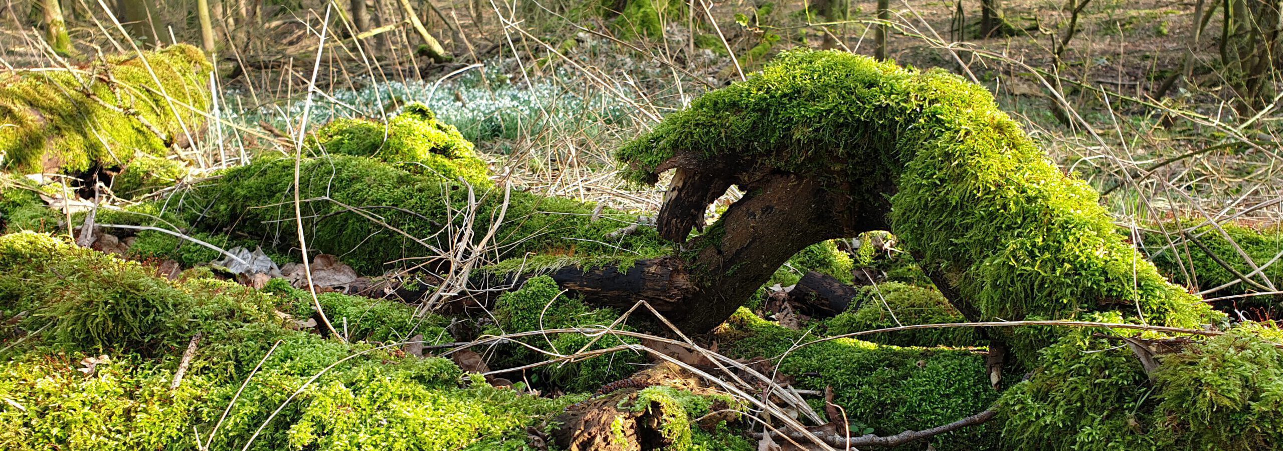 Willkommen in Mooslande